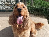 Cani-Breizh