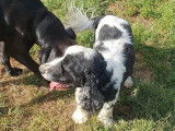 Cani-Breizh