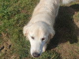 Cani-Breizh