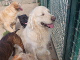 Cani-Breizh