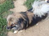 Cani-Breizh