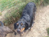 Cani-Breizh