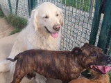 Cani-Breizh