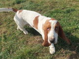 Cani-Breizh
