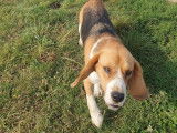 Cani-Breizh