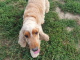 Cani-Breizh