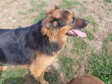 Cani-Breizh