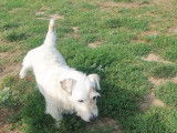 Cani-Breizh