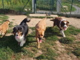 Cani-Breizh