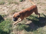 Cani-Breizh