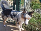 Cani-Breizh