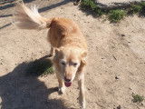 Cani-Breizh