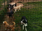Cani-Breizh