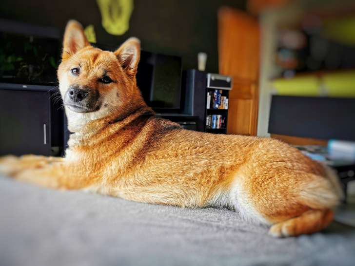 Pension canine familiale de Belgrade - Namur (Comportementaliste canin)