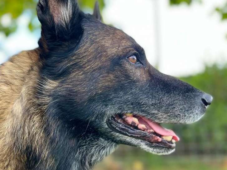 Acad&eacute;mie du Chien de Travail et de Compagnie (ACTC)