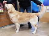 Ness le Golden Retriever