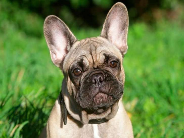 Animal et Bien-être