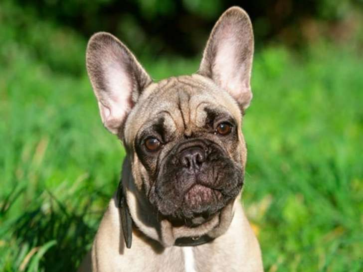 Animal et Bien-être