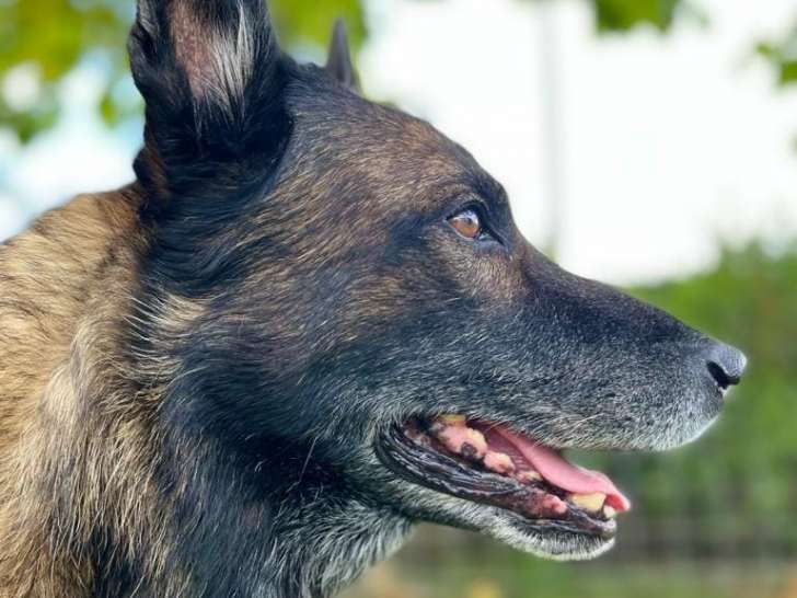 Acad&eacute;mie du Chien de Travail et de Compagnie (ACTC)