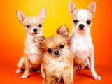 Machu Pitou Chihuahua