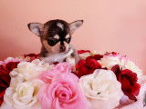 Machu Pitou Chihuahua
