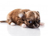 Machu Pitou Chihuahua