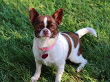 Machu Pitou Chihuahua