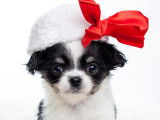 Machu Pitou Chihuahua