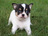 Machu Pitou Chihuahua