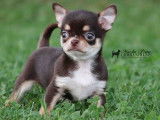 Machu Pitou Chihuahua