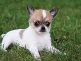 Machu Pitou Chihuahua