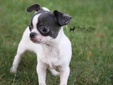 Machu Pitou Chihuahua