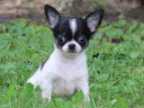 Machu Pitou Chihuahua