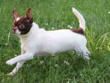 Machu Pitou Chihuahua