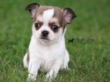 Machu Pitou Chihuahua