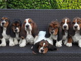 Club Français du Basset Hound