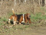 Club Français du Basset Hound