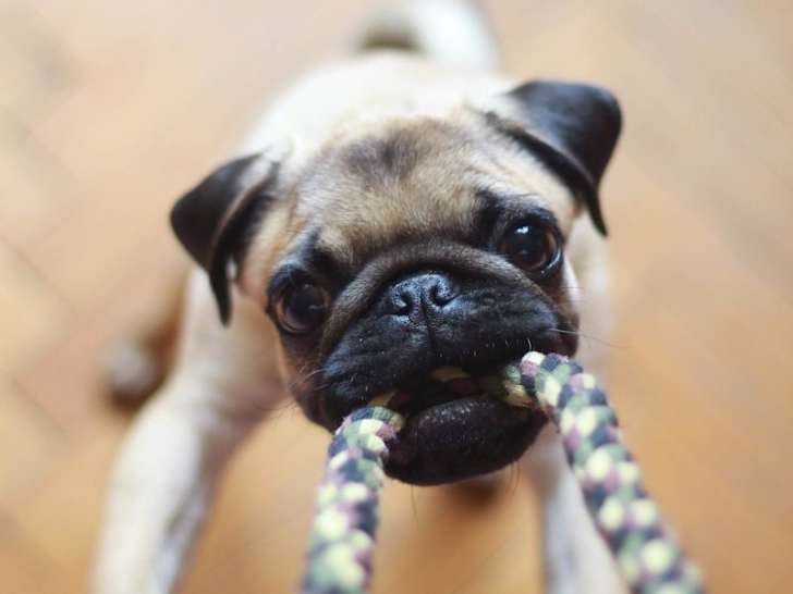 Les Canins de l'Ouest