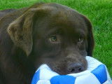 Corinne Favreau Education canine et Comportementalisme