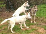Corinne Favreau Education canine et Comportementalisme