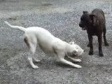 Corinne Favreau Education canine et Comportementalisme