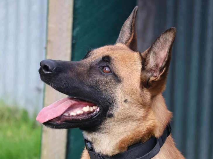 Logique de chien