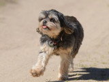 Logique de chien