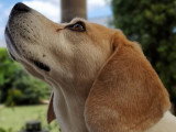 Logique de chien