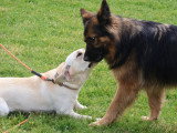 Logique de chien