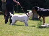 Logique de chien