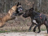 Logique de chien
