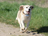 Logique de chien