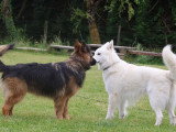 Logique de chien