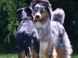 Logique de chien